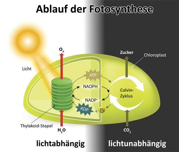 Fotosynthese Scinexx Das Wissensmagazin