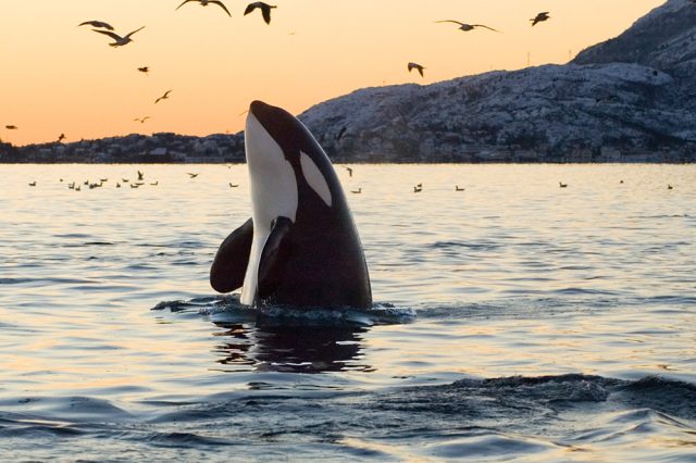 Orca Paar Terrorisiert Wei E Haie S Dafrika Jagd Von Killerwalen Auf