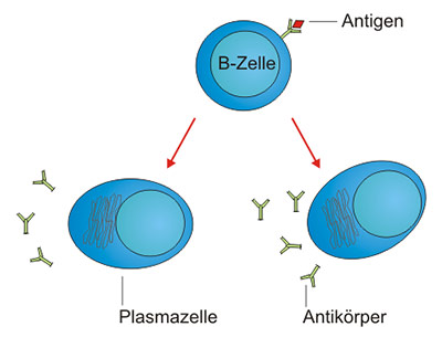 Autoimmun-Erkrankungen - Scinexx.de