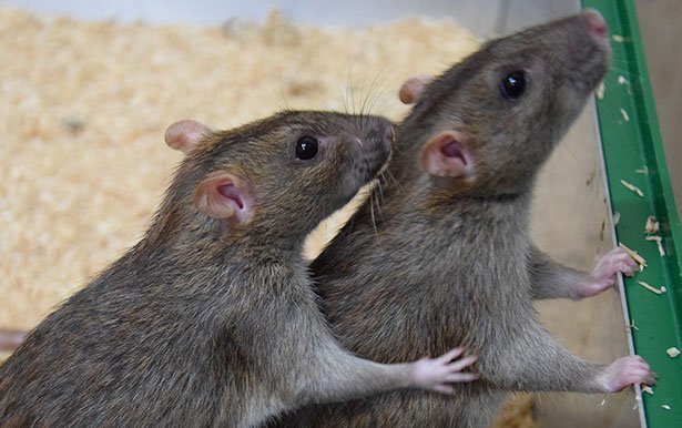 verontschuldigen Ideaal van nu af aan Auch Ratten betreiben Tauschhandel - Wie die Primaten vergelten Ratten  Gutes mit unterschiedlichen Gefälligkeiten - scinexx.de