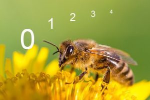 01-36525-bienennull - scinexx | das wissensmagazin