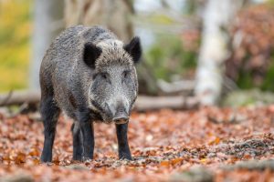 Foto eines Wildschweines im Wald