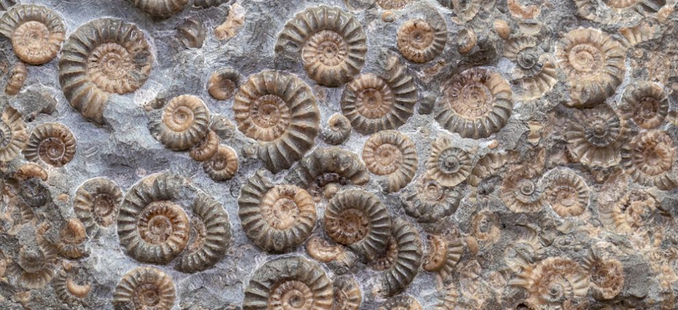 Ammoniten-Fossilien