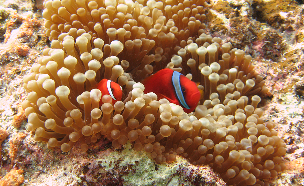 Wie sich Nemo gegen seine Anemone schützt