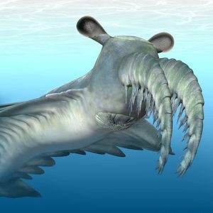 Anomalocaris