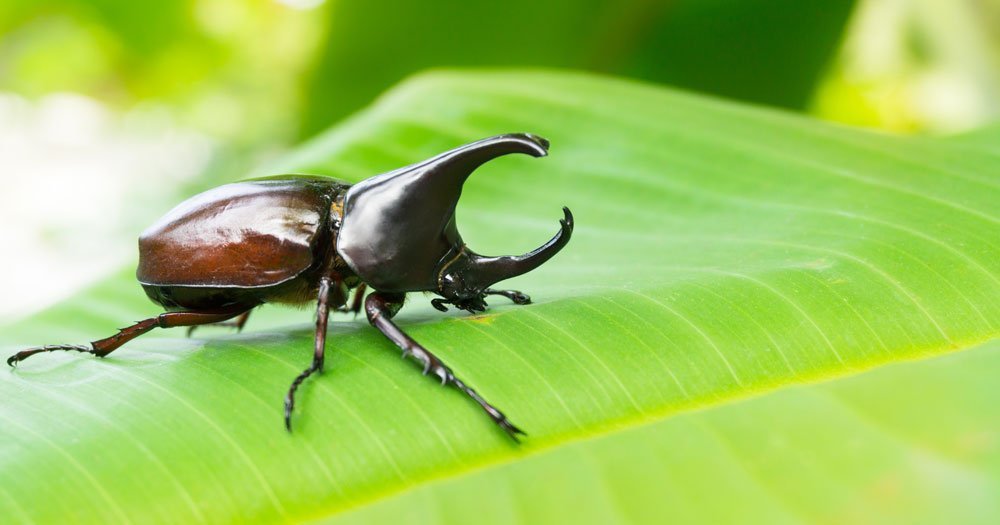 Wie Käfer zu ihren Hörnern kamen - Waffen und Flügel der Insekten haben  einen gemeinsamen genetischen Ursprung 