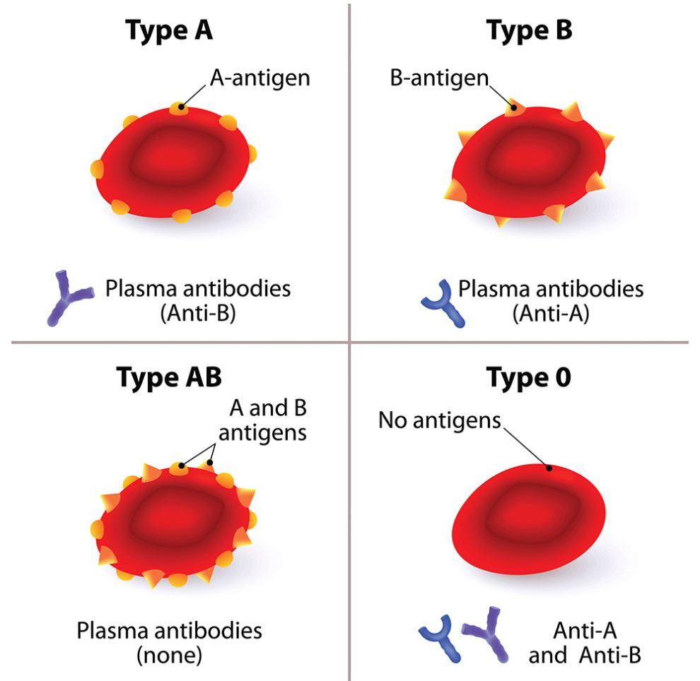 Blutgruppe: Aus A und B wird Null