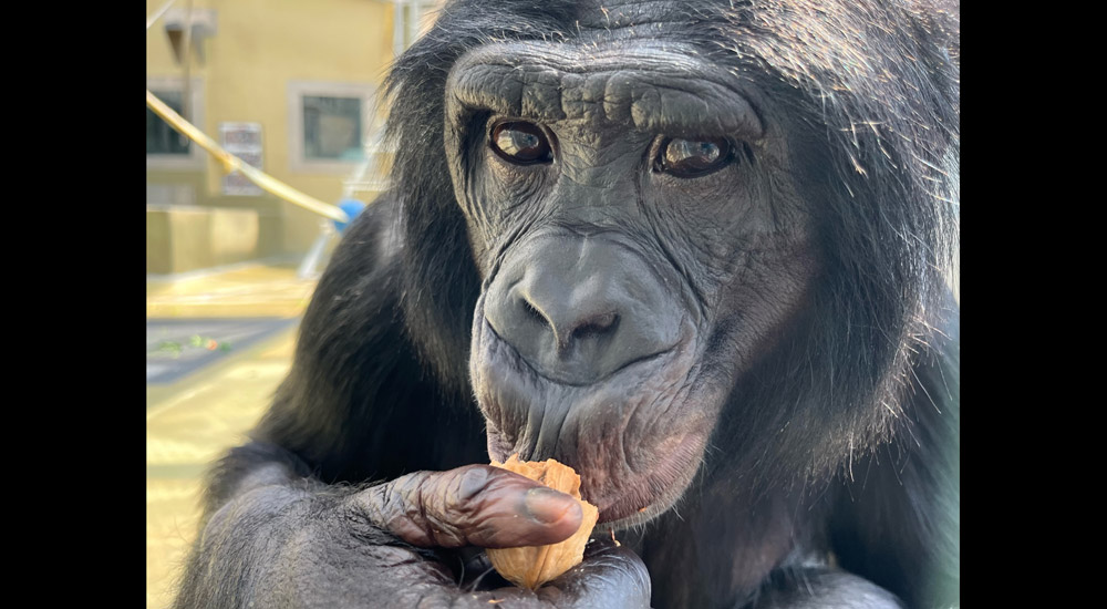 bonobos-erkennen-unwissenheit-anderer