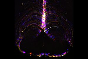 nicht-neuronale Gehirnzellen, sogenannte Tanyzyten, beleuchtet und farbcodiert entsprechend ihrer Tiefe im Hypothalamus einer Maus