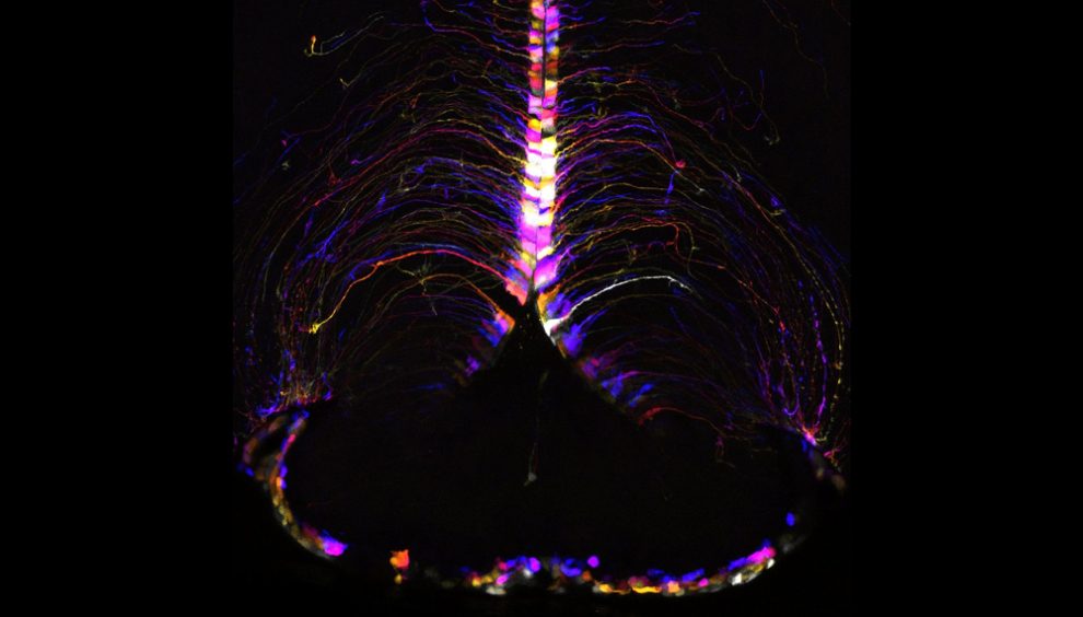 nicht-neuronale Gehirnzellen, sogenannte Tanyzyten, beleuchtet und farbcodiert entsprechend ihrer Tiefe im Hypothalamus einer Maus