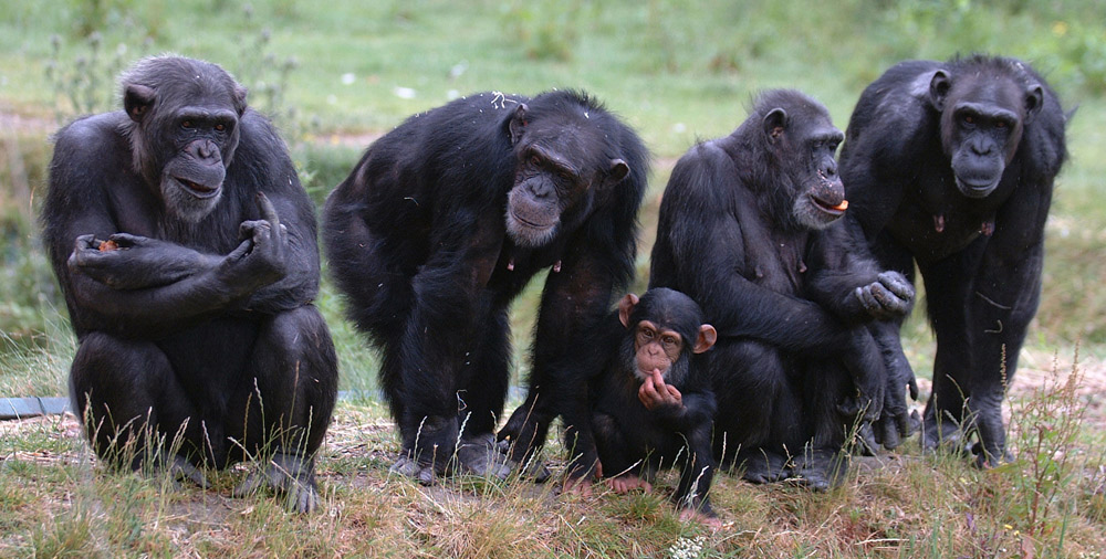 Schimpansen-Gespr-che-folgen-menschlichen-Mustern
