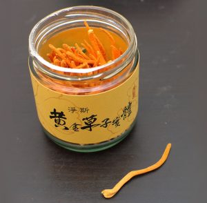 getrocknete Cordyceps-Pilze