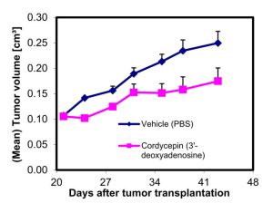 Tumorwachstum mit und ohne Cordycepin