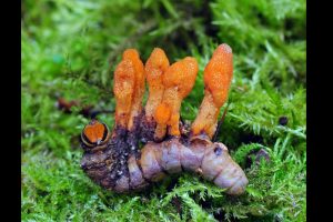 Coryceps wächst aus toter Raupe