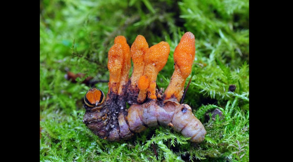 Coryceps wächst aus toter Raupe