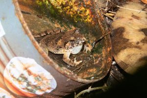 Frosch in einer Konservendose