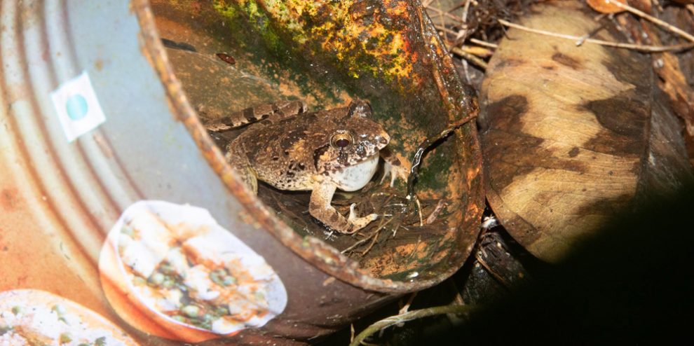 Frosch in einer Konservendose