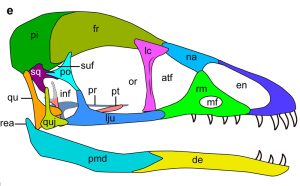 Schädel von Cratonavis