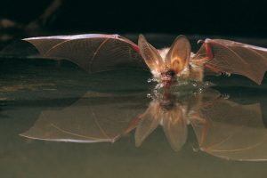 Fledermaus fliegt über Wasser