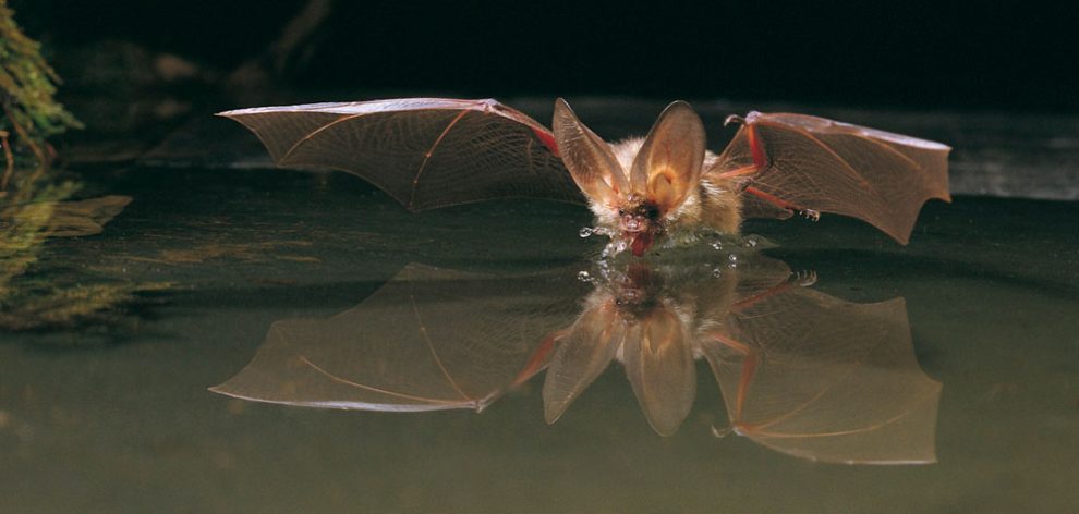 Fledermaus fliegt über Wasser