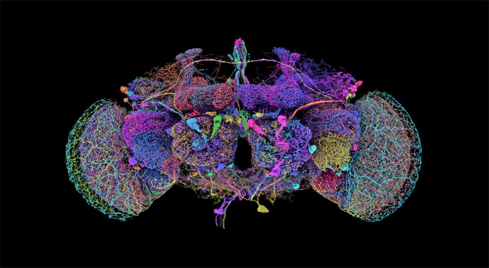 Karte zeigt die 50 größten Neuronen des Konnektoms des Fliegengehirns