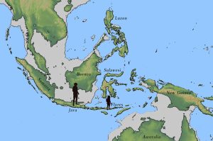 Homo erectus und Homo floresiensis