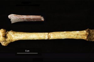 ARmknochen vn Homo floresiensis und seinem Vorfahren