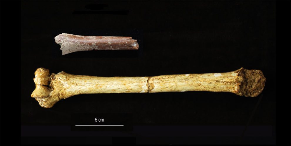 ARmknochen vn Homo floresiensis und seinem Vorfahren