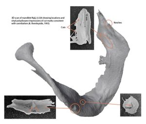 3D-Scan des Unterkiefers von James Fitzjames mit Schnittspuren