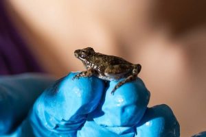 Westlicher Grillenfrosch auf der Hand einer Forscherin