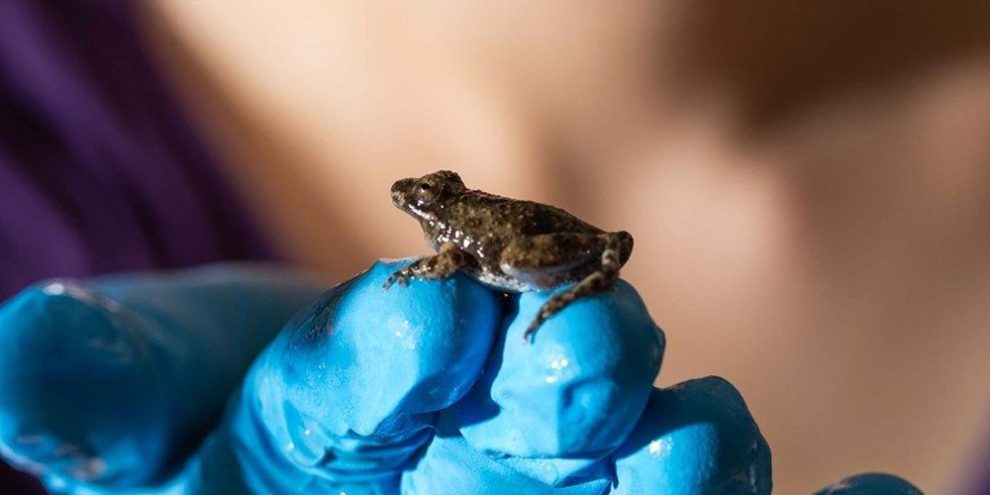 Westlicher Grillenfrosch auf der Hand einer Forscherin