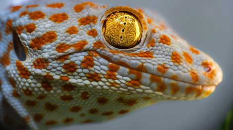 Tokeh-Gecko