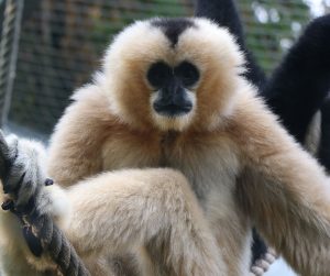 Nördliches Weißwangen-Schopfgibbon