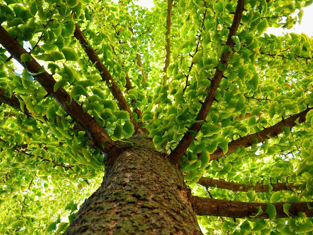 Wie langlebige Ginkgos Alterungsprozessen trotzen und