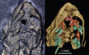 3D head scan