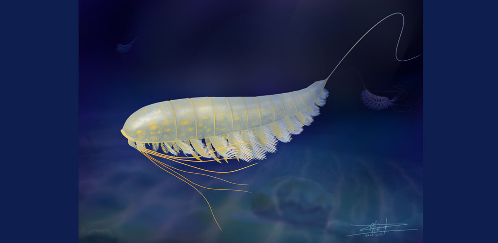 'Gold-plated' prehistoric arthropod discovery – 450-million-year-old prehistoric arthropod 'Lomankus edgecombei' poses a mystery