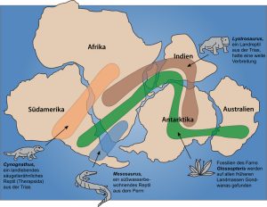 Fossil-Übereinstimmungen