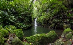 Gondwana Rainforest