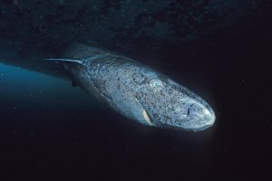 Nahaufnahme eines Grönlandhais unter Wasser