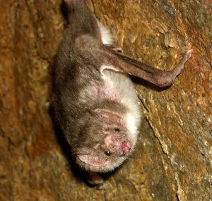 Vampirfledermaus