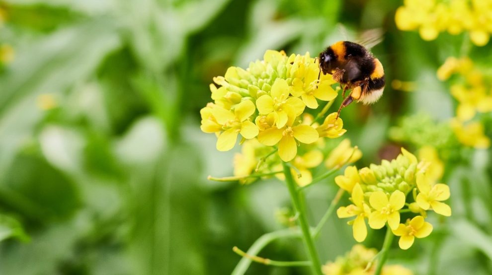 Hummel beim Nektarsammeln