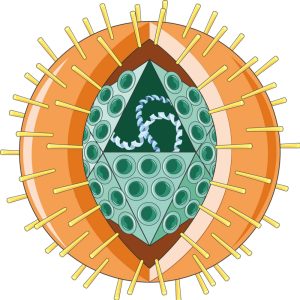 Illustration des Aufbaus eines Herpesvirus