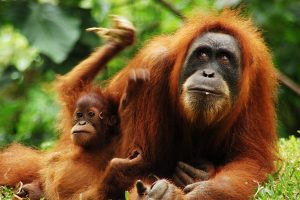 Orang-Utan