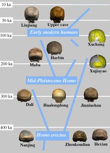 Frühmenschenfossilien aus Asien