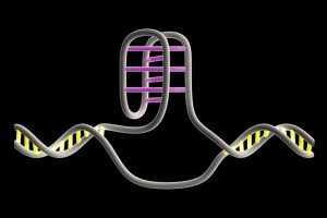 Knoten in der DNA