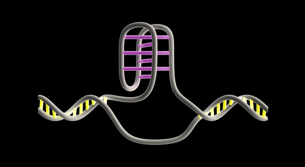 Knoten in der DNA