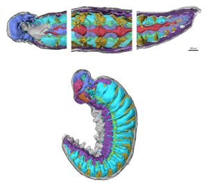 Fossile Larve Scans