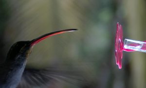 Foto von Langschnabel-Einsiedler an einer künstlichen Futterstelle