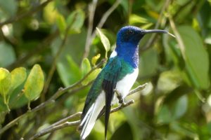 Foto eines Weißhalsjakobiners, eine von sechs untersuchten Kolibri-Arten