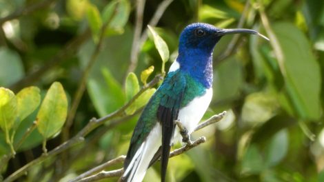 Foto eines Weißhalsjakobiners, eine von sechs untersuchten Kolibri-Arten